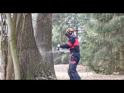 Stihl MS 362 Kácení stromu Felling Tree Chainsaw STIHL MS 362 CM - YouTube