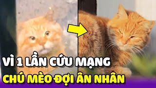 Vì một lần cứu mạng mèo nhỏ đợi ân nhân suốt 3 năm | Yêu Lu Official