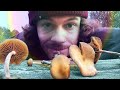 Blauender Kahlkopf (Psilocybe cyanescens) - Standort, Merkmale, Inhaltsstoffe, Wirkung, Risiken