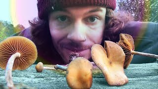 Famous Wavy caps (Psilocybe cyanescens) - characteristics, ingredients, effects, risks [GER w/ ENG subs] Wealth