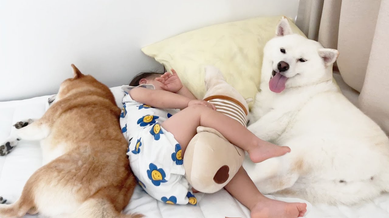 아기와 강아지의 아침루틴