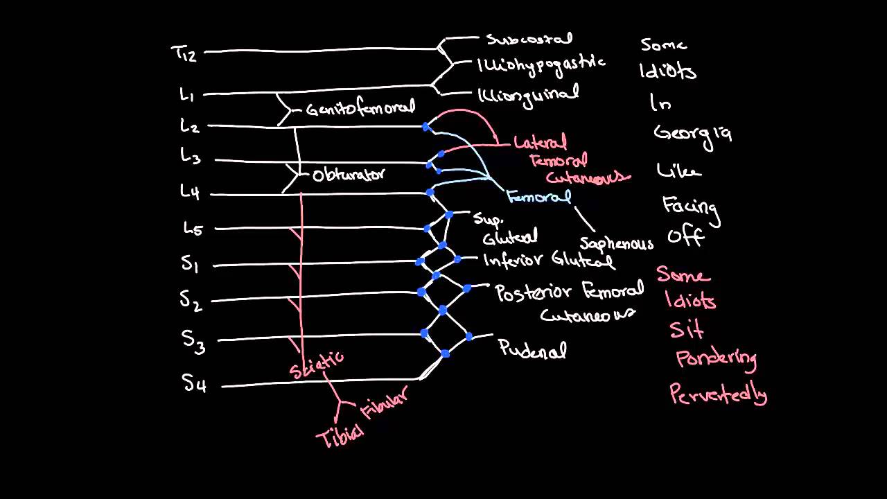 Lumbosacral Plexus Drawing and Spinal Segments - YouTube