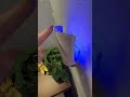 Indoor flying insect sticky trap with blue light! #IndoorInsectTrap #InsectTrap #Gnats #Mosquitoes