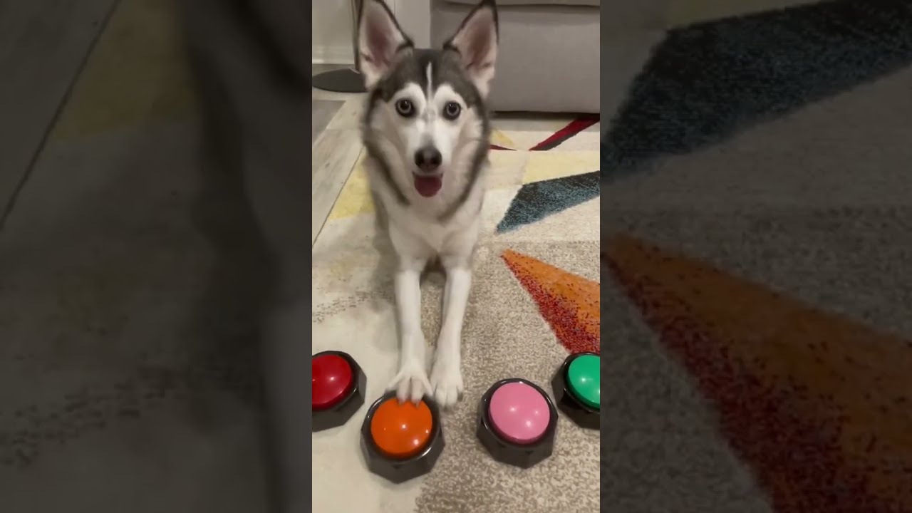Sapphie The Pomsky Q A Session