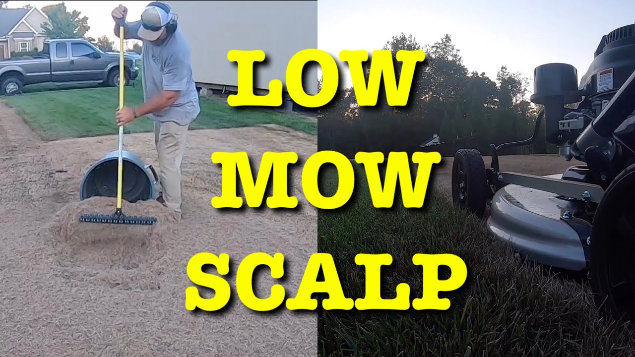 Kentucky Bluegrass SCALP DIY Lawn Renovation YouTube