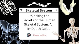 The Human Skeletal System: An In-Depth Guide