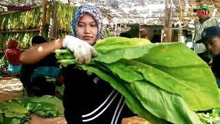 Pusat Tembakau NTB || Tembakau Oven || Lombok Timur