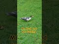 Ms. Duck and her duckling walking around #duck #duckling #motherduck #cuteducks #duckdynasty