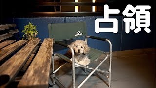 🐶飼い主のイスでくつろぐトイプードル【トイプードルのグリィ】【dog】【toy poodle】
