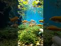 waterproof and fish 🌊🐬🐳 fish high and waterproof #animation #aivideo #kpop public and device