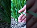 cool technique for cutting chive stems to make them grow back #shorts