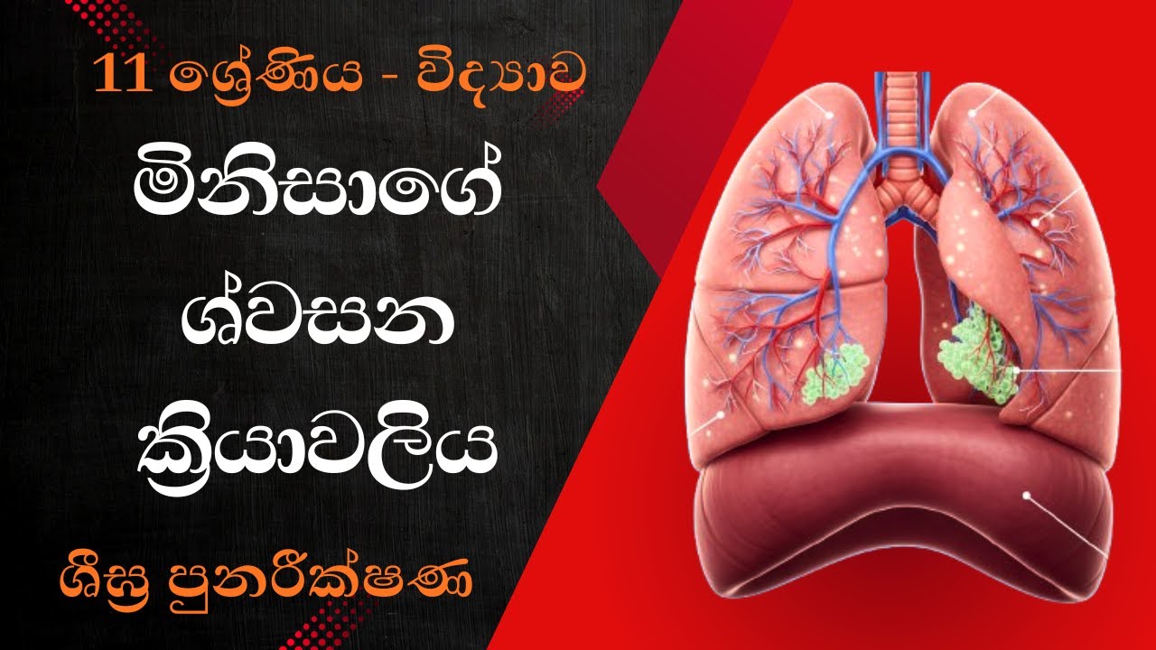 මිනිසාගේ ශ්වසන පද්ධතිය | 11 ශ්‍රේණිය විද්‍යාව | කෙටි සටහන් සමග පුනරීක්ෂණය