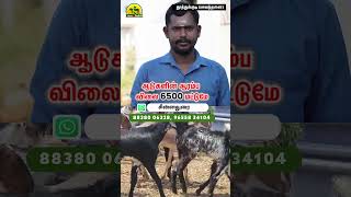 கொடி ஆட்டுக்குட்டிகள் ஆரம்ப விலை 6500 மட்டுமே