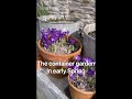 The container garden in early Spring