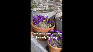 The container garden in early Spring