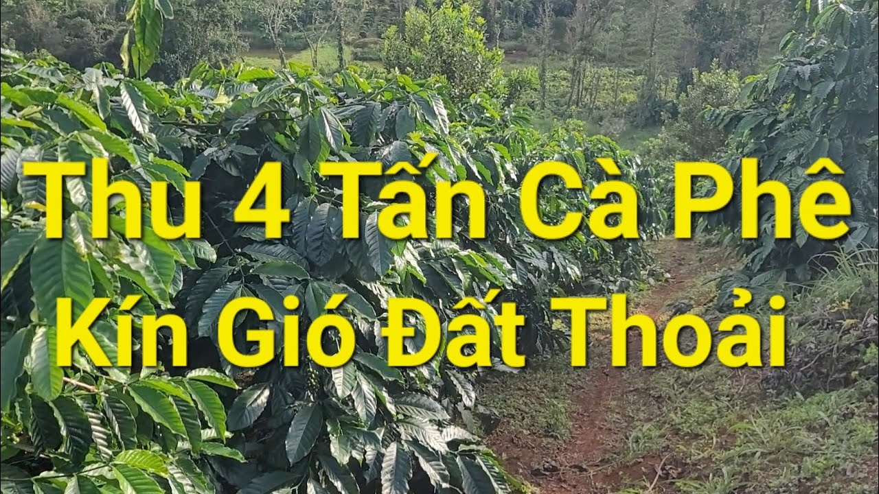 (Số 938)Vườn Cà Phê Thu 4 tấn Thế Đất Thoải Đều Kín Gió Nước Bao La #nhadatdaknong #cuocsong #bđs