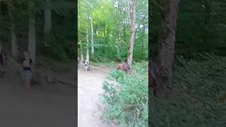 Сочи конная прогулка конные прогулки верховая езда верхом на лошади на лошадках лошадка лошадь конь
