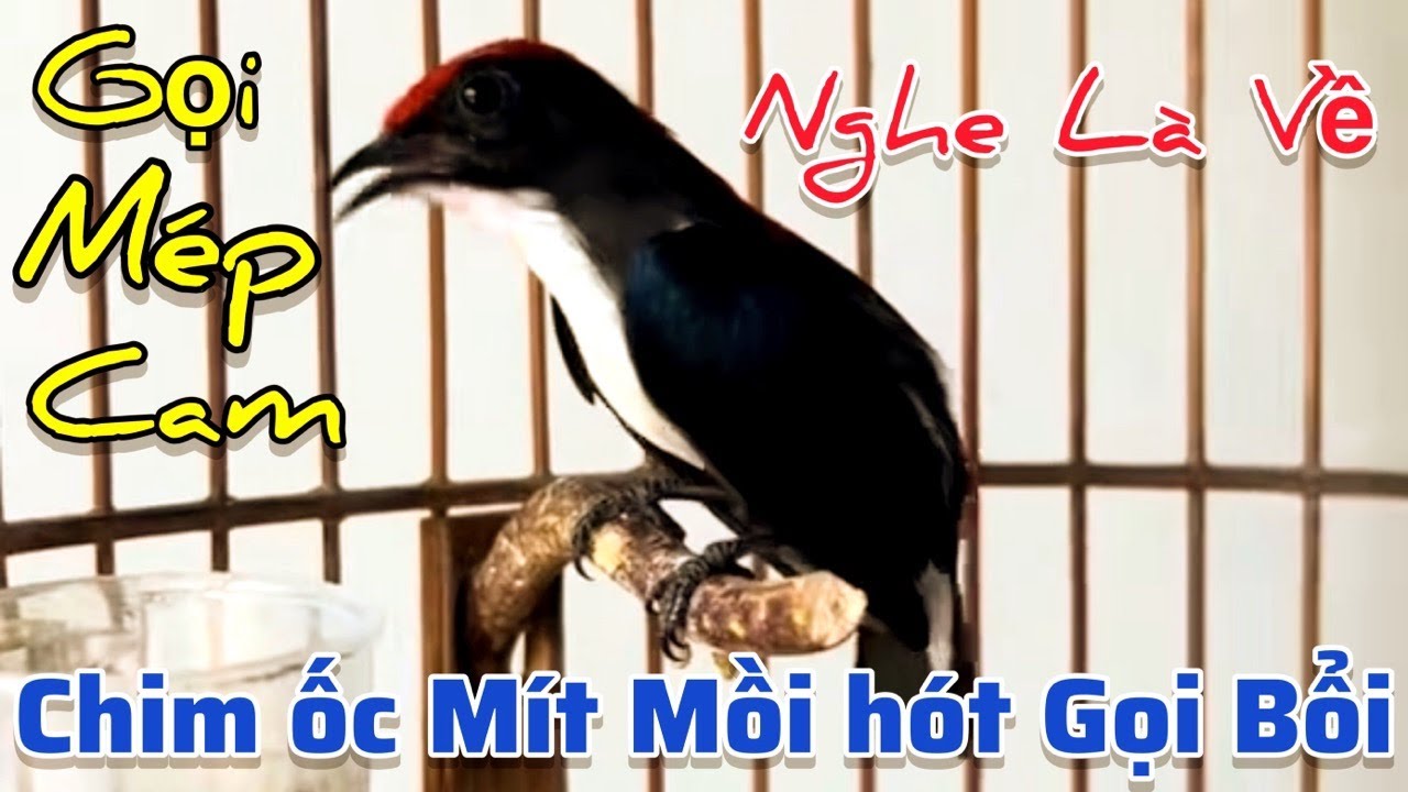 Tiếng Chim Ốc Mít Mồi Gọi Mép Cam Cực Nhạy. Âm Thanh Chuyên Dùng Đi Bẫy, Giúp Chim Về Nhanh