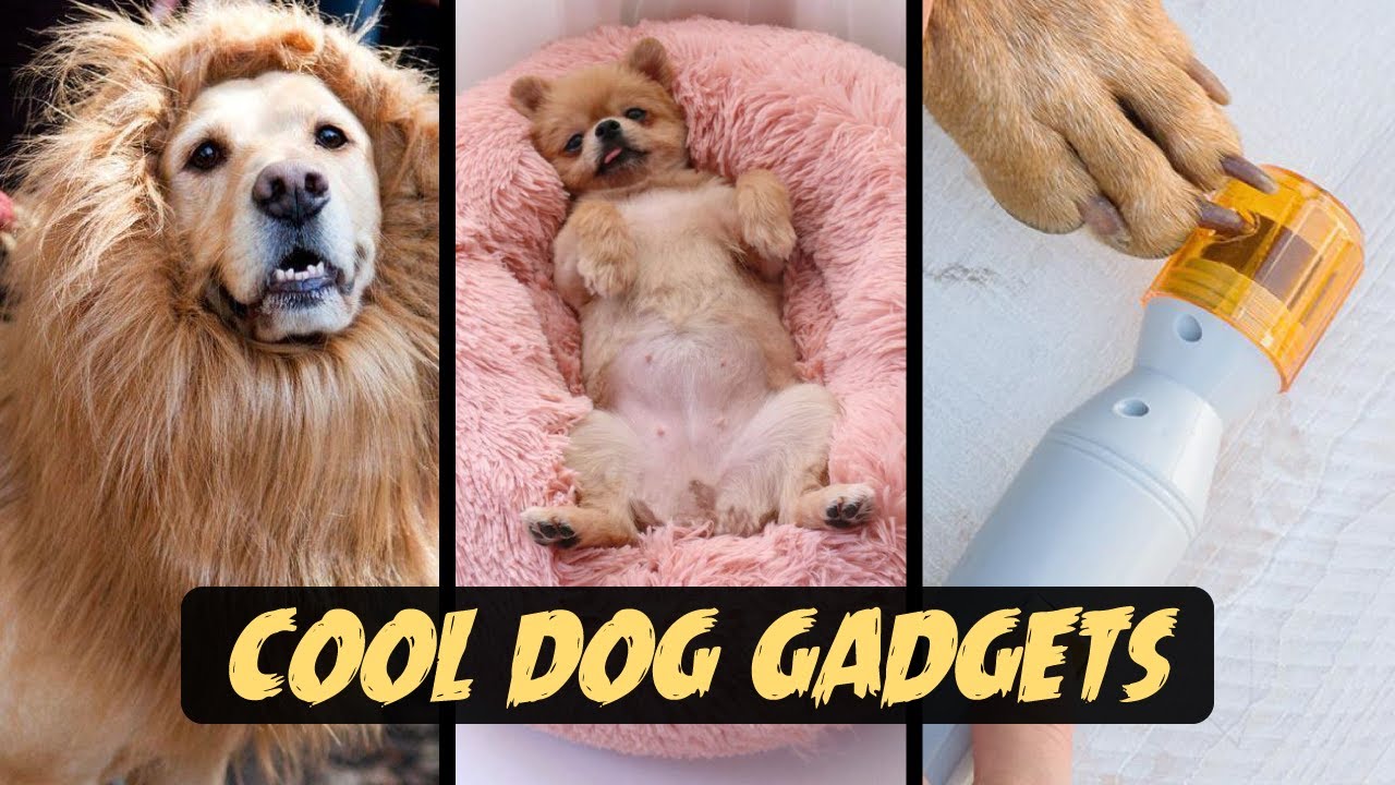 21 Cool Dog Gadgets 2020 Inspire Uplift Trending YouTube