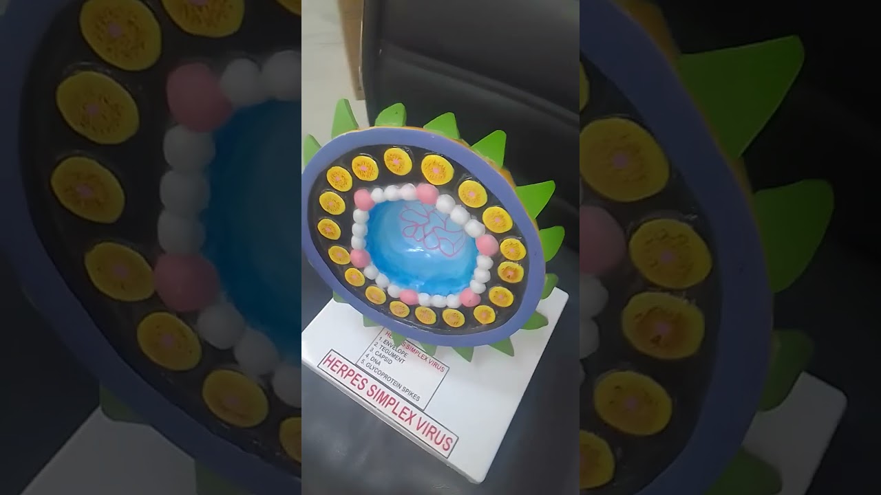 Herpes Simplex Virus | Available on IndiaMART