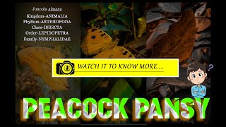 Peacock Pansy Butterfly | Oriental Peacock Pansy | Beautiful Butterflies of Indian Subcontinent