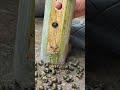 Snail treatment method without pliers