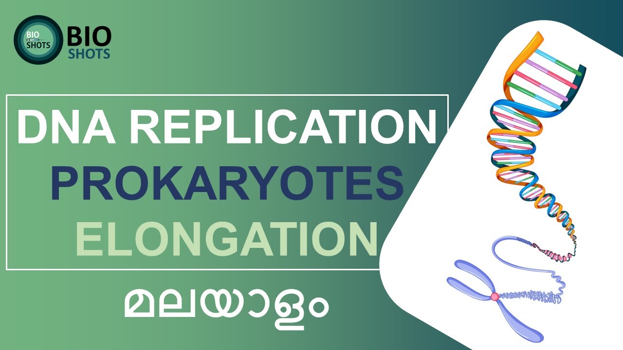 DNA REPLICATION IN PROKARYOTES - ELONGATION stage (Detailed explanation ...