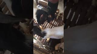 Download Lagu lucuu#sauntheshep MP3