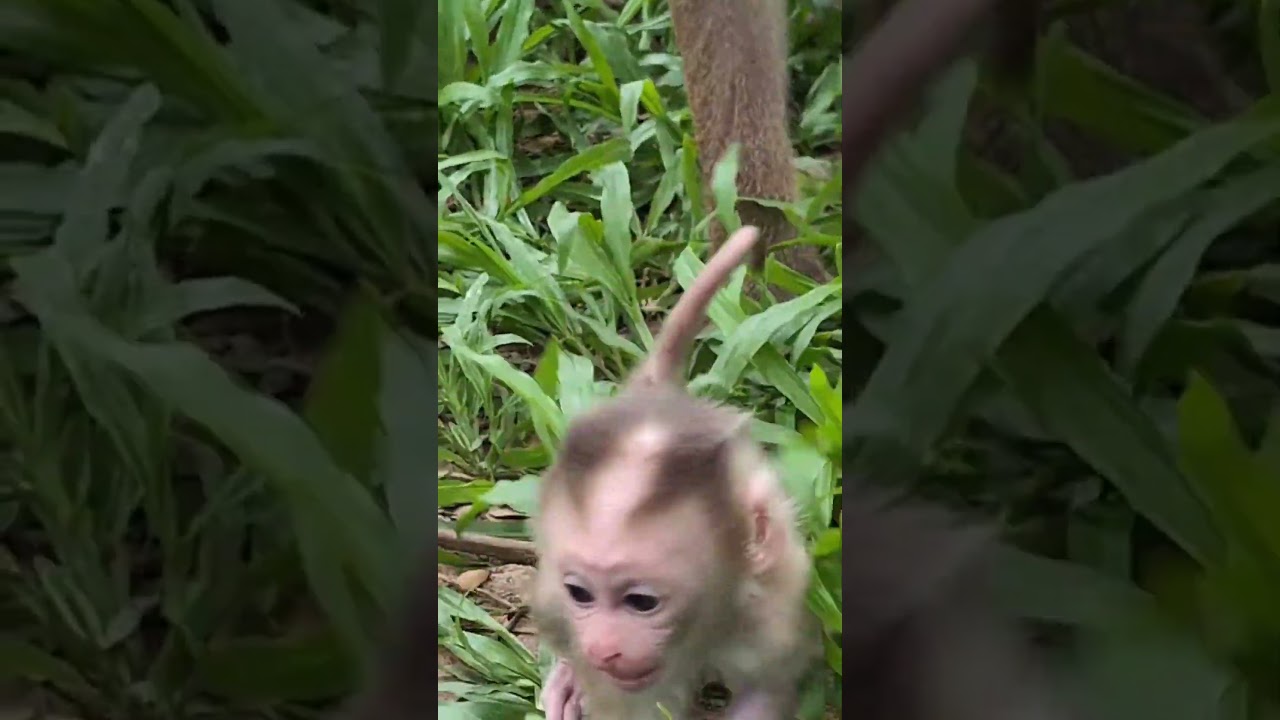 Mama Monkey's Love Story: Caring for Newborn Lynx and Her Growing Family #46