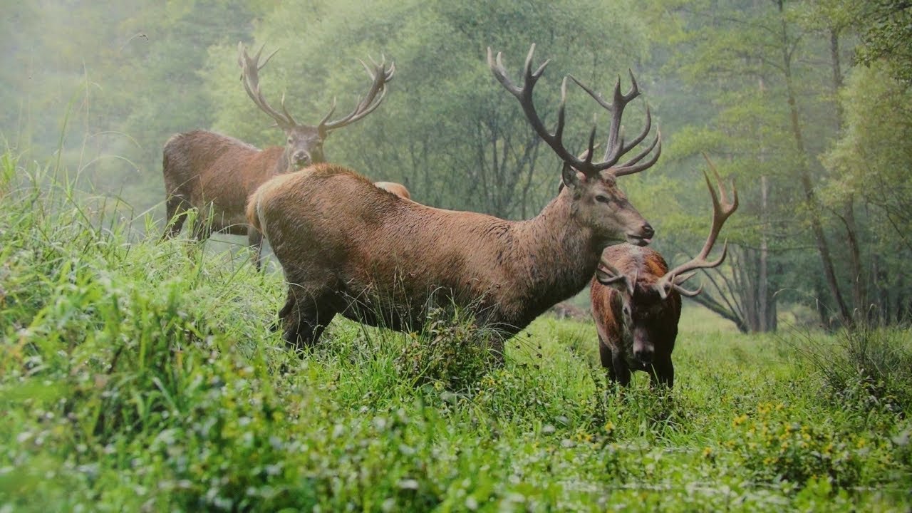 Výběh s jeleny na Kvildě