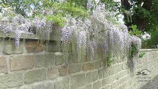 Wisteria floribunda vistárie květnatá