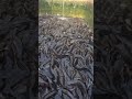 Fresh. Healthy..Catfish farming done right