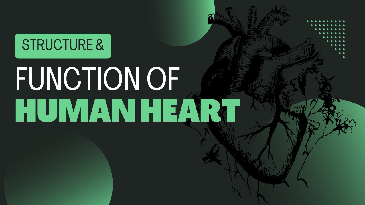 Understanding the Structure and Function of the Heart by Exploring ...