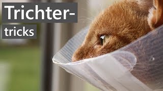 Cat TV for cats to watch🐱🐦Beautiful garden birds and pigeons 📺 8 hours(4K HDR)