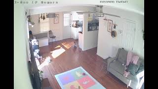 Little dog jumps on baby as he crawls out of kitchen (Security camera)