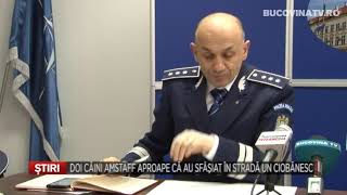 Doi Caini Amstaff Aproape Au Sfasiat In Strada Un Ciobanesc