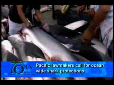 Pacific Lawmakers Call For Ocean Wide Shark Protections - YouTube