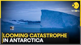 Antarctica Krill Crisis: Whales, Penguins at Risk as Record Catches Threaten Ecosystem | WION