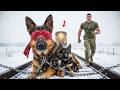 Ein pensionierter Navy Seal folgte seinem treuen Hund in den Schnee und fand dort ein wahres Wunder.