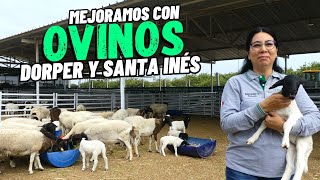 How to improve your flock with Dorper and Santa Inés? | This is how 'La Razza' Livestock increase...