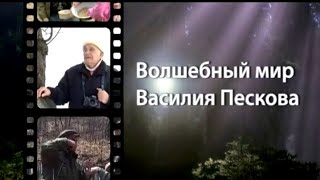 Таежный сталкер. Волшебный мир Василия Пескова. Документальный фильм