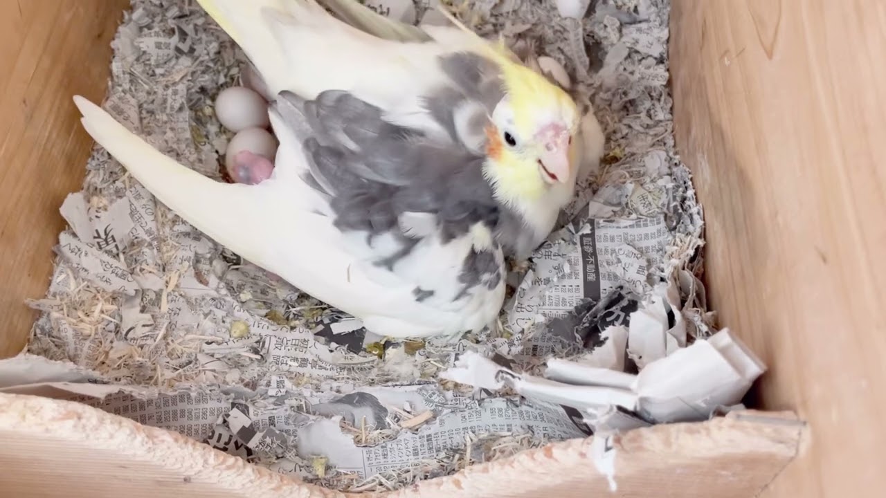 「アンチによる人災」２０個の卵が全滅でした