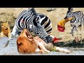 The Poorest Lion Ever! Lion Losing One Leg In Clash With Zebra- Do You Believe That?