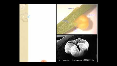 2nd B.Sc Botany Psilotum Part 2 lecture by Dr. Vinayaka K. S.