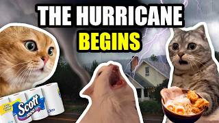 CAT MEMES: THE HURRICANE BEGINS