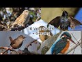 10 Vogelarten und ihr Gesang | 10 bird species and their song #2 #vogel