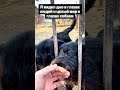 У гроба нет карманов, помогайте брошенным хвостикам и вам вернется вдвойне