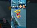 Cupcake is A wild dog 😭😭😭 #comedy #funny #dog #airport #games #multiplayer #fyp #cooked #puppy