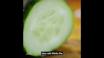 Why are cats scared of cucumber #viral #animals #cats #cucumber #explore #tiktok #trending