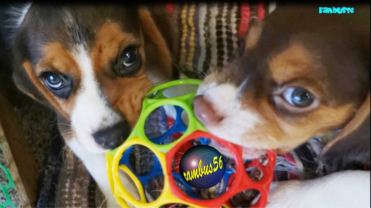 Fun to watch Playful Beagle Puppies Tirelessly Playing - YouTube